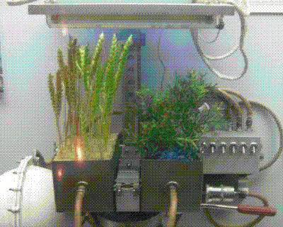 комнатные растения очищают воздух в помещении